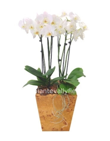 Pianta di phalenopsis bianca a 2 rami