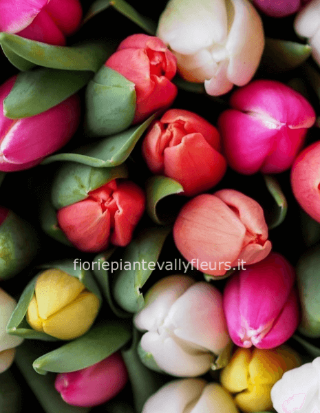 Bouquet tulipani misti