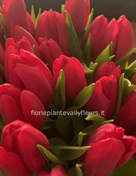 Tulipani rossi
